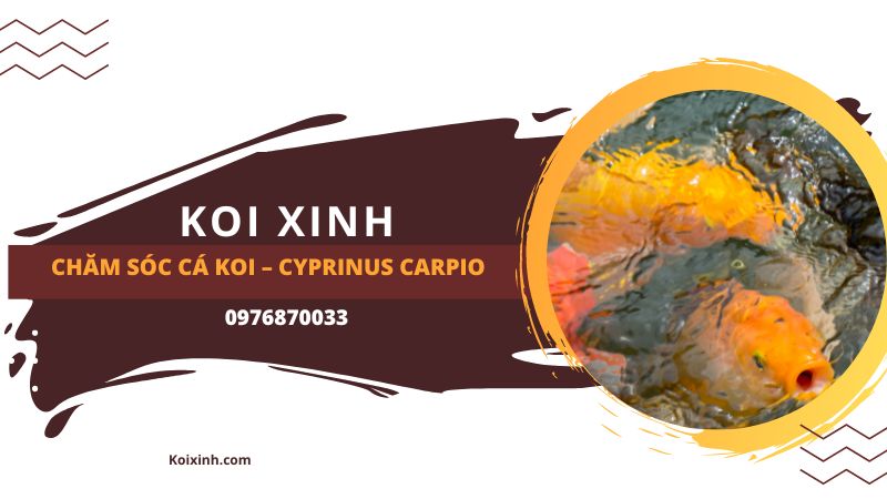 Chăm Sóc Cá Koi – Cyprinus Carpio