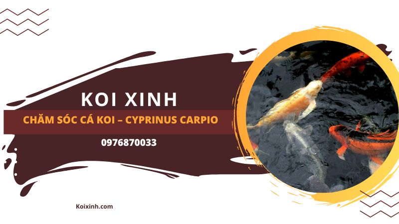 Chăm Sóc Cá Koi – Cyprinus Carpio