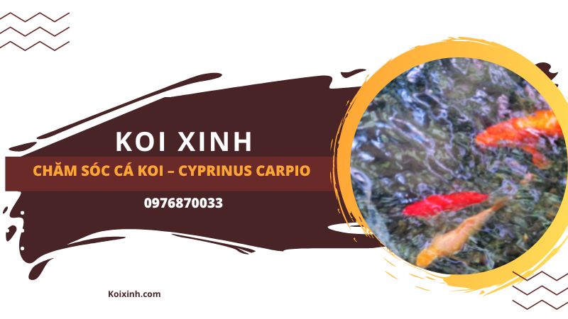 Chăm Sóc Cá Koi – Cyprinus Carpio