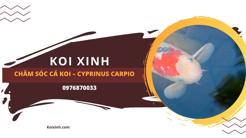 Chăm Sóc Cá Koi – Cyprinus Carpio Chăm Sóc Cá Koi – Cyprinus Carpio