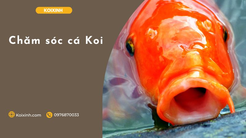 Chăm Sóc Cá Koi