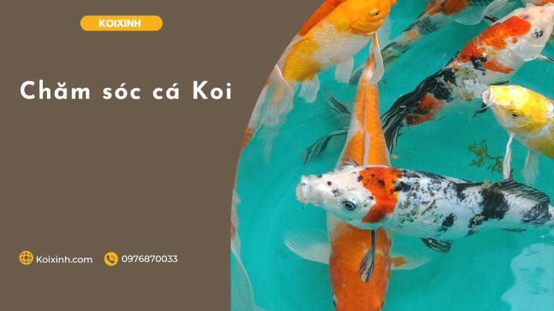 Chăm Sóc Cá Koi Chăm sóc cá Koi