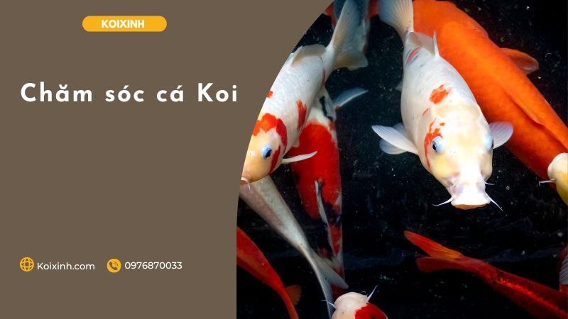 Chăm Sóc Cá Koi Chăm Sóc Cá Koi