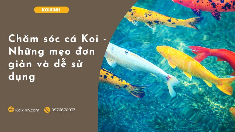 Chăm Sóc Cá Koi – Những Mẹo đơn Giản Và Dễ Sử Dụng Chăm sóc cá Koi - Những mẹo đơn giản và dễ sử dụng