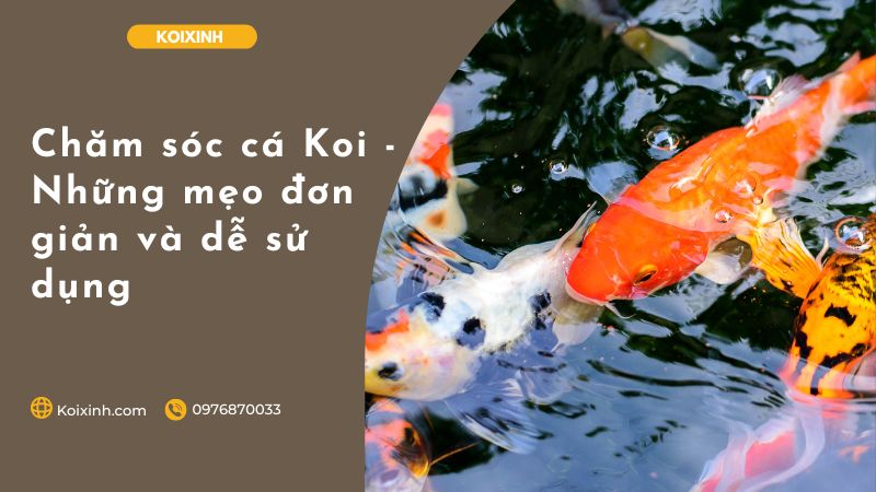 Chăm Sóc Cá Koi – Những Mẹo đơn Giản Và Dễ Sử Dụng Chăm sóc cá Koi - Những mẹo đơn giản và dễ sử dụng