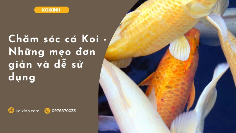 Chăm Sóc Cá Koi – Những Mẹo đơn Giản Và Dễ Sử Dụng