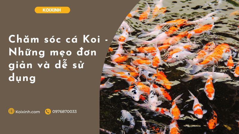 Chăm Sóc Cá Koi – Những Mẹo đơn Giản Và Dễ Sử Dụng Chăm Sóc Cá Koi – Những Mẹo đơn Giản Và Dễ Sử Dụng