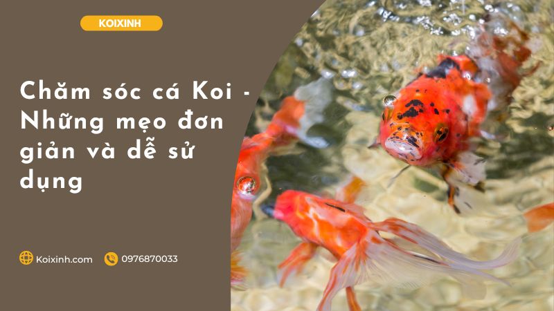Chăm Sóc Cá Koi – Những Mẹo đơn Giản Và Dễ Sử Dụng Chăm sóc cá Koi - Những mẹo đơn giản và dễ sử dụng
