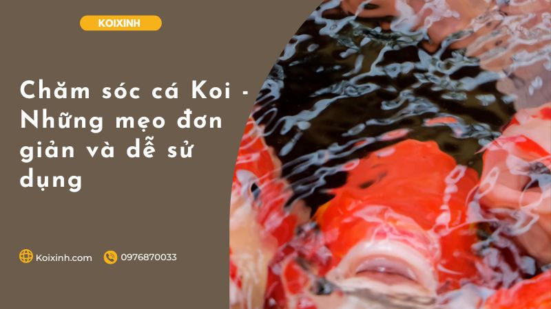 Chăm Sóc Cá Koi – Những Mẹo đơn Giản Và Dễ Sử Dụng Chăm sóc cá Koi - Những mẹo đơn giản và dễ sử dụng