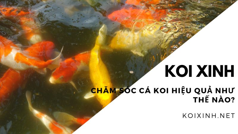 Chăm Sóc Cá Koi Hiệu Quả Như Thế Nào? Chăm Sóc Cá Koi Hiệu Quả Như Thế Nào?