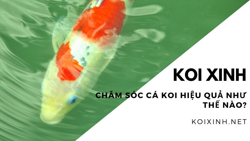 Chăm Sóc Cá Koi Hiệu Quả Như Thế Nào? Chăm Sóc Cá Koi Hiệu Quả Như Thế Nào?