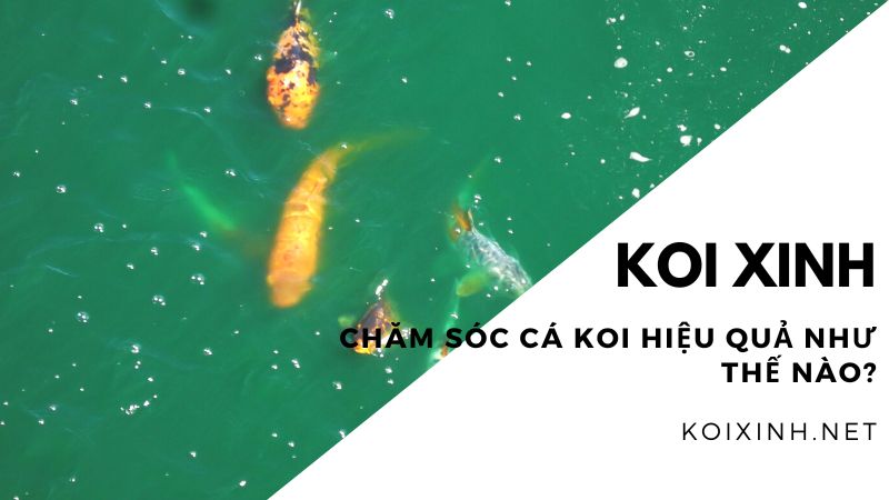 Chăm Sóc Cá Koi Hiệu Quả Như Thế Nào? Chăm Sóc Cá Koi Hiệu Quả Như Thế Nào?