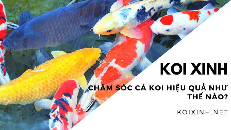 Chăm Sóc Cá Koi Hiệu Quả Như Thế Nào? Chăm Sóc Cá Koi Hiệu Quả Như Thế Nào?