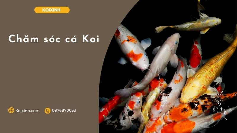 Chăm Sóc Cá Koi Chăm sóc cá Koi