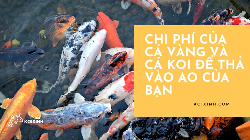 Chi Phí Của Cá Vàng Và Cá Koi để Thả Vào Ao Của Bạn Chi Phí Của Cá Vàng Và Cá Koi để Thả Vào Ao Của Bạn