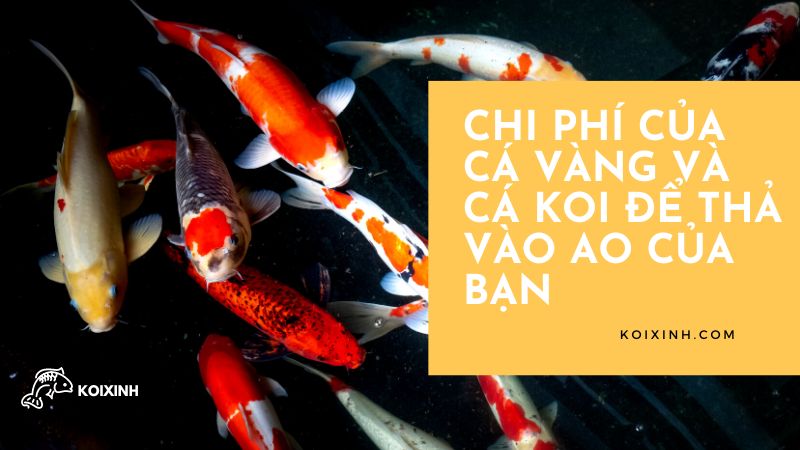 Chi Phí Của Cá Vàng Và Cá Koi để Thả Vào Ao Của Bạn Chi Phí Của Cá Vàng Và Cá Koi để Thả Vào Ao Của Bạn