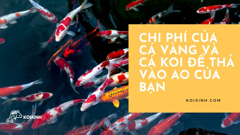 Chi Phí Của Cá Vàng Và Cá Koi để Thả Vào Ao Của Bạn