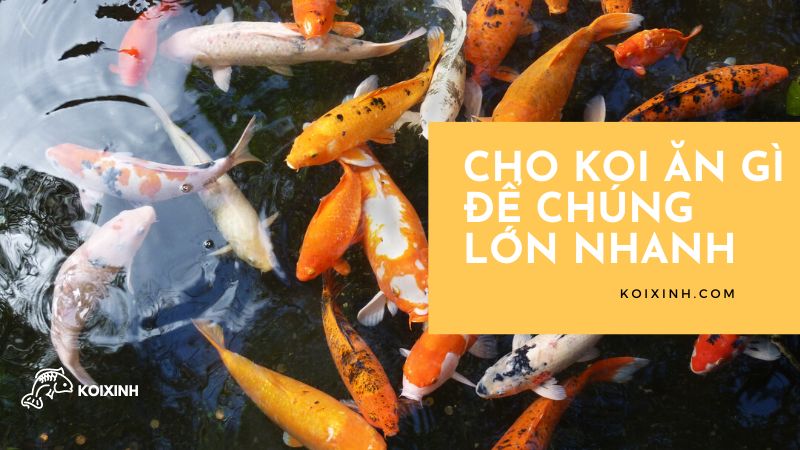 Cho Koi ăn Gì để Chúng Lớn Nhanh