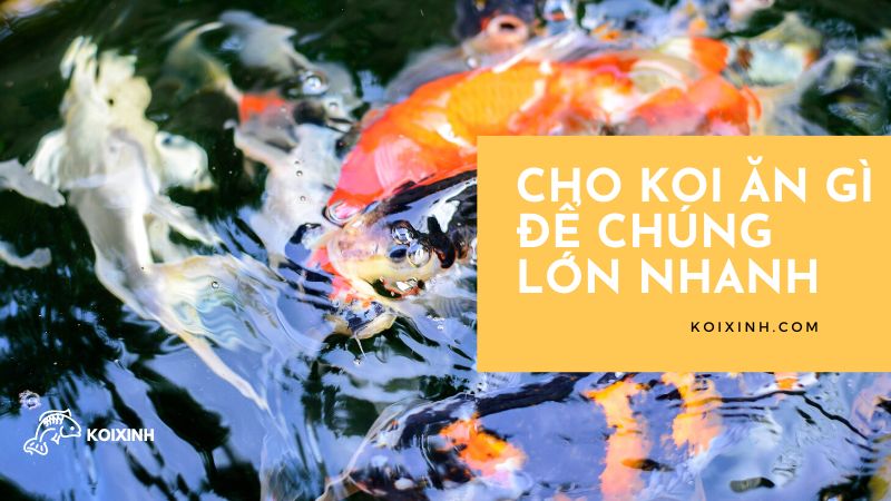 Cho Koi ăn Gì để Chúng Lớn Nhanh