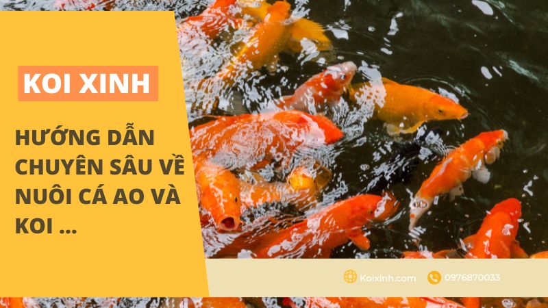 Cho Cá Koi ăn Theo Mùa Cho Cá Koi ăn Theo Mùa