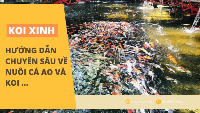 Cho Cá Koi ăn Theo Mùa