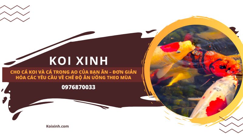 Cho Cá Koi Và Cá Trong Ao Của Bạn ăn – Đơn Giản Hóa Các Yêu Cầu Về Chế độ ăn Uống Theo Mùa