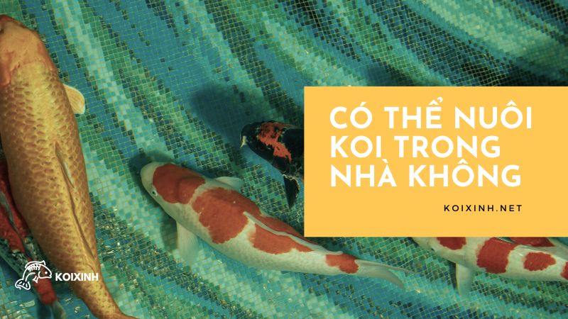Có Thể Nuôi Koi Trong Nhà Không Có Thể Nuôi Koi Trong Nhà Không