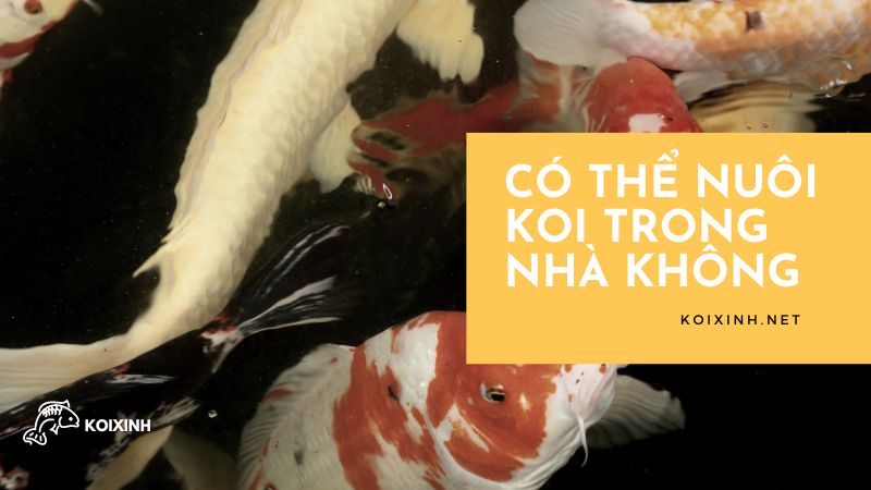 Có Thể Nuôi Koi Trong Nhà Không