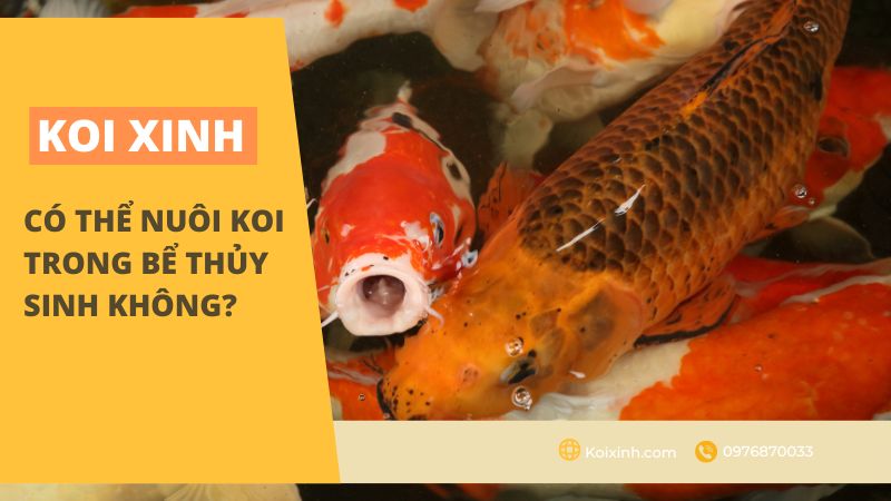 Có Thể Nuôi Koi Trong Bể Thủy Sinh Không? Có Thể Nuôi Koi Trong Bể Thủy Sinh Không?