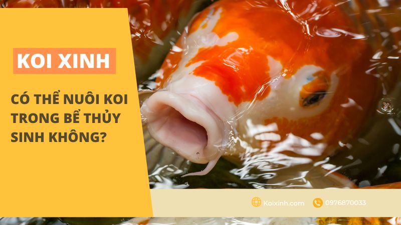 Có Thể Nuôi Koi Trong Bể Thủy Sinh Không?