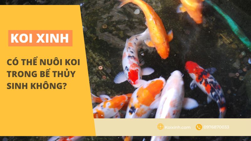 Có Thể Nuôi Koi Trong Bể Thủy Sinh Không? Có Thể Nuôi Koi Trong Bể Thủy Sinh Không?