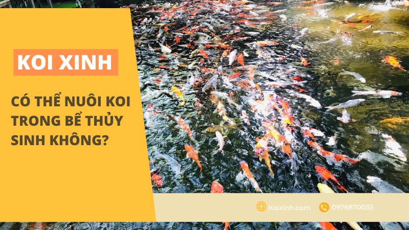 Có Thể Nuôi Koi Trong Bể Thủy Sinh Không? Có Thể Nuôi Koi Trong Bể Thủy Sinh Không?