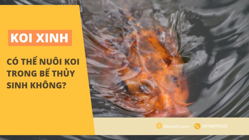Có Thể Nuôi Koi Trong Bể Thủy Sinh Không? Có Thể Nuôi Koi Trong Bể Thủy Sinh Không?