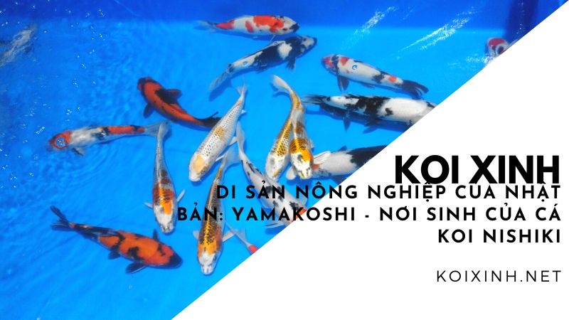 Di Sản Nông Nghiệp Của Nhật Bản: Yamakoshi – Nơi Sinh Của Cá Koi Nishiki