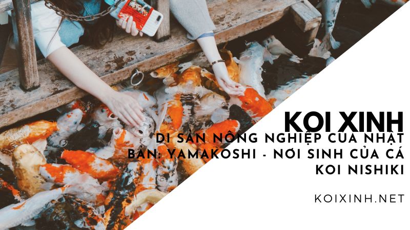 Di Sản Nông Nghiệp Của Nhật Bản: Yamakoshi – Nơi Sinh Của Cá Koi Nishiki