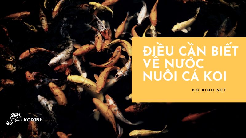 Điều Cần Biết Về Nước Nuôi Cá Koi Điều Cần Biết Về Nước Nuôi Cá Koi