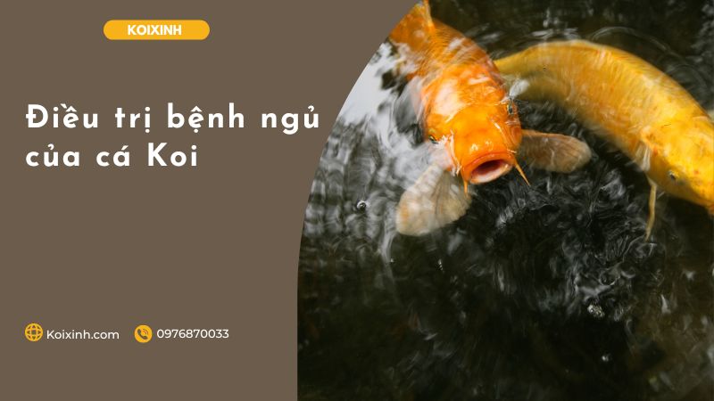 Điều trị bệnh ngủ của cá Koi Điều trị bệnh ngủ của cá Koi