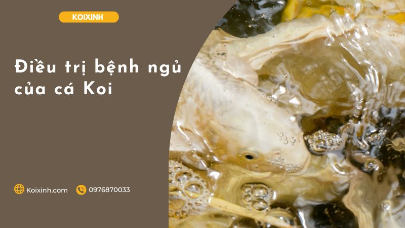 Điều trị bệnh ngủ của cá Koi Điều trị bệnh ngủ của cá Koi