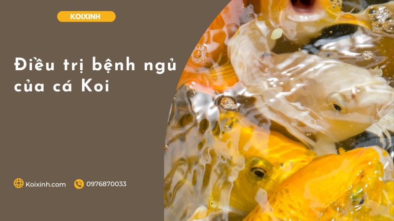 Điều trị bệnh ngủ của cá Koi Điều trị bệnh ngủ của cá Koi