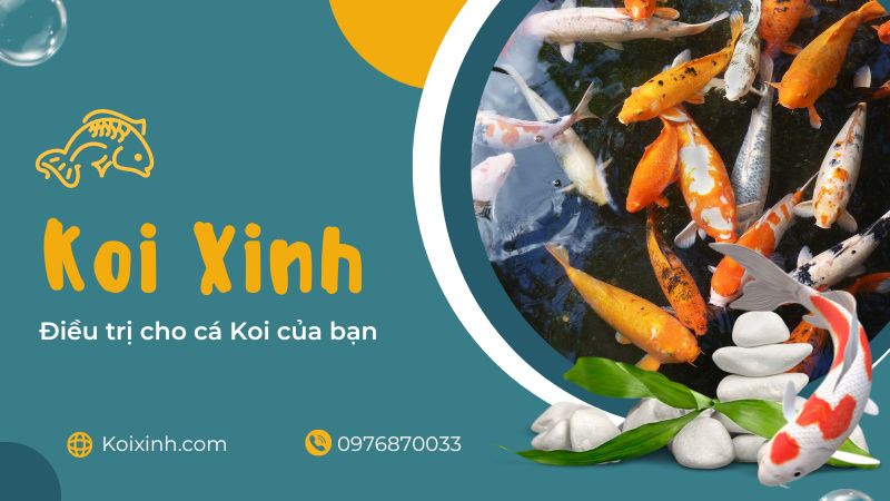 Cho ăn Koi Mùa Hè Và Mùa đông