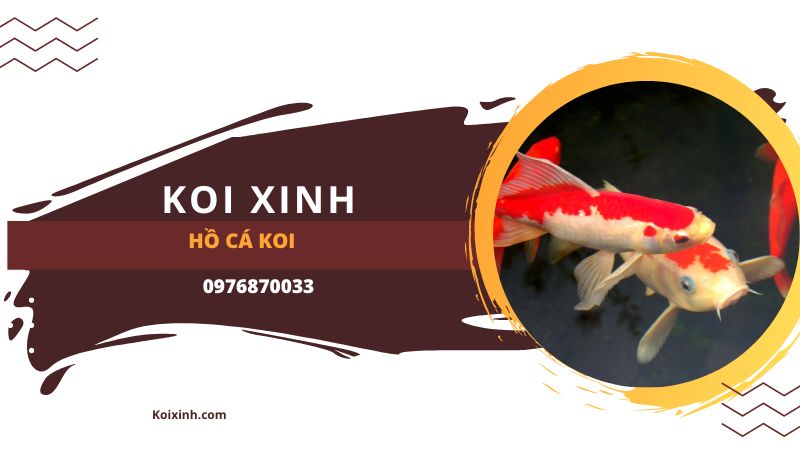 Hồ Cá Koi