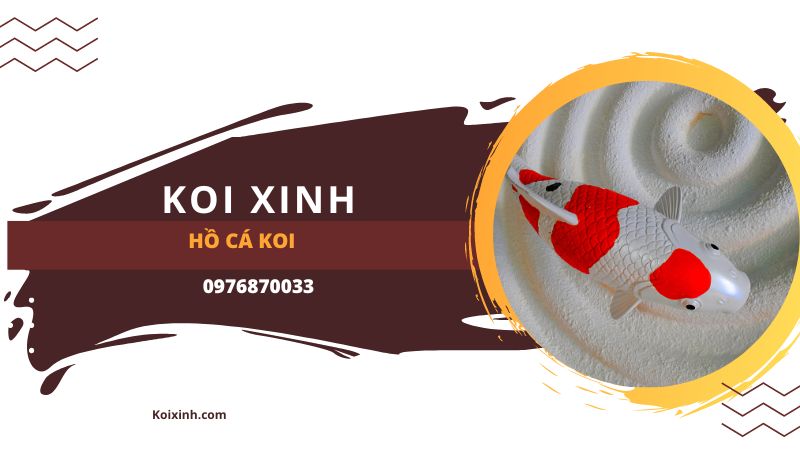3 Quy Tắc Cơ Bản Về Cá Koi Và Hồ Cá