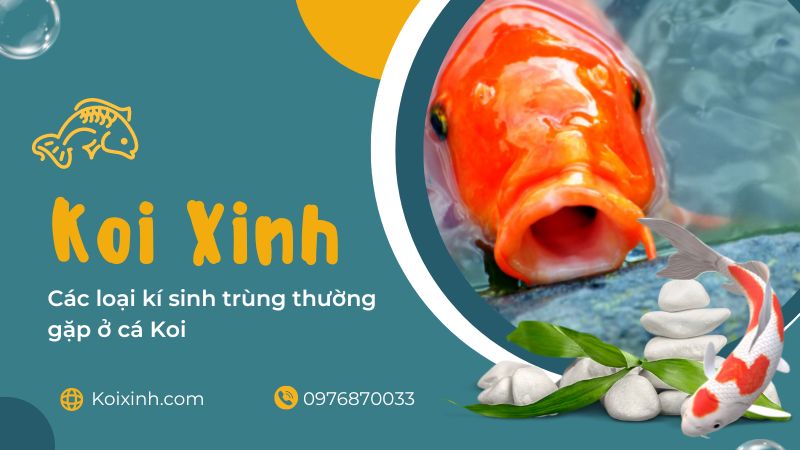 Cây trồng và thức ăn tự nhiên trong hồ cá Koi Cây trồng và thức ăn tự nhiên trong hồ cá Koi