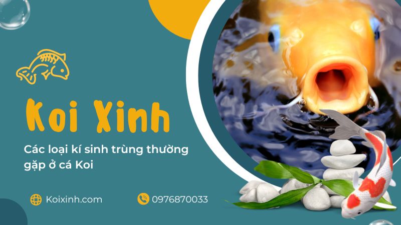 Bảo vệ hồ khi thời tiết quá lạnh Bảo vệ hồ khi thời tiết quá lạnh