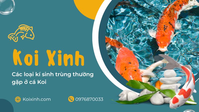 Nhu Cầu Môi Trường, Chăn Nuôi Và Chăm Sóc Nhu Cầu Môi Trường, Chăn Nuôi Và Chăm Sóc