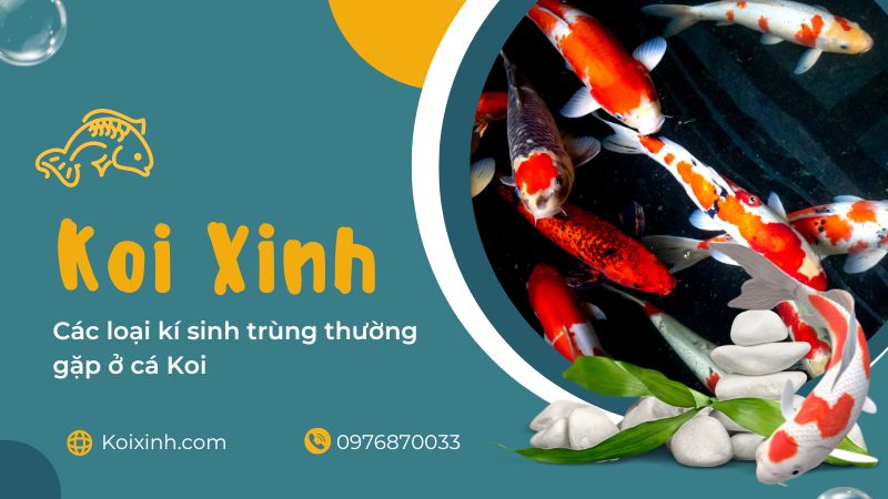 Lọc nước cho hồ cá Lọc nước cho hồ cá
