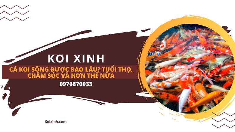 Cá Koi sống được bao lâu? Tuổi thọ cá Koi, Chăm sóc và hơn thế nữa