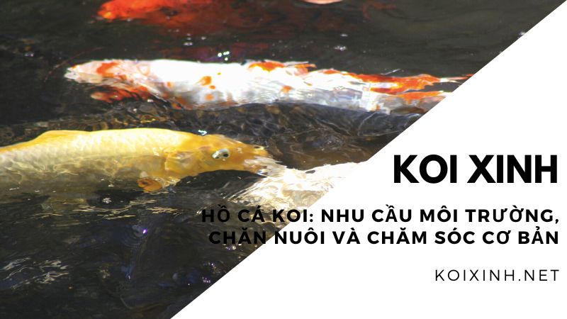Hồ Cá Koi: Nhu Cầu Môi Trường, Chăn Nuôi Và Chăm Sóc Cơ Bản Hồ Cá Koi: Nhu Cầu Môi Trường, Chăn Nuôi Và Chăm Sóc Cơ Bản