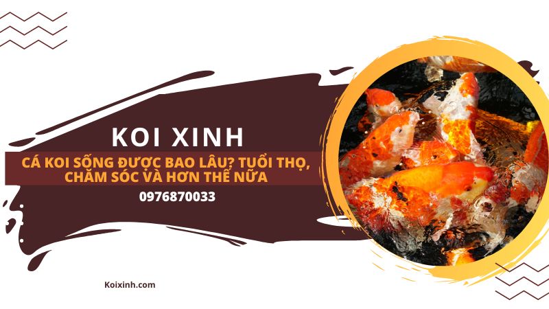 Chăn nuôi cá Chăn nuôi cá