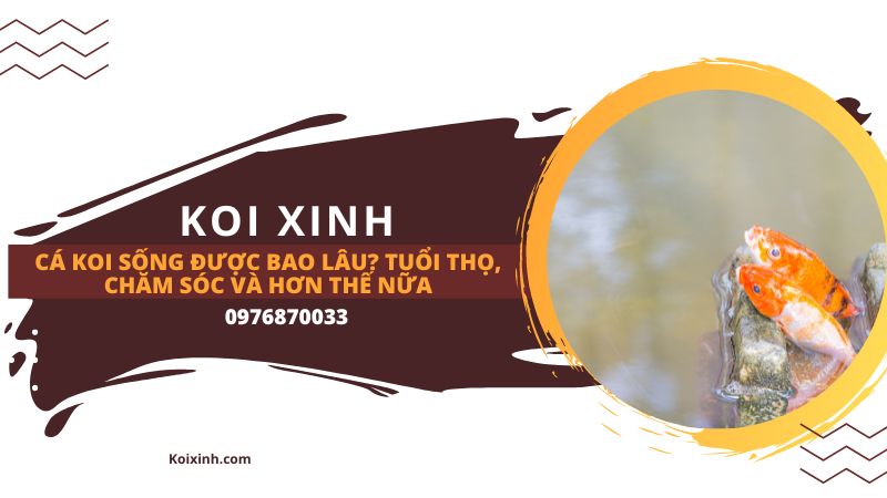 Tại sao cá Koi Nhật Bản sống lâu hơn? Tại sao cá Koi Nhật Bản sống lâu hơn?